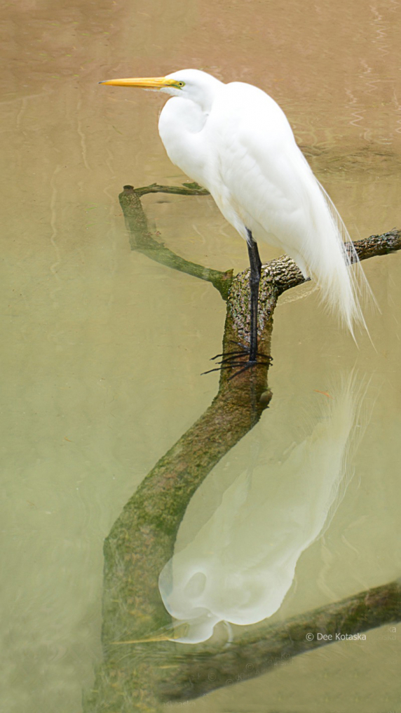 egret_reflection.jpg