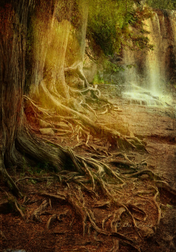 enchanted_forest_e.jpg