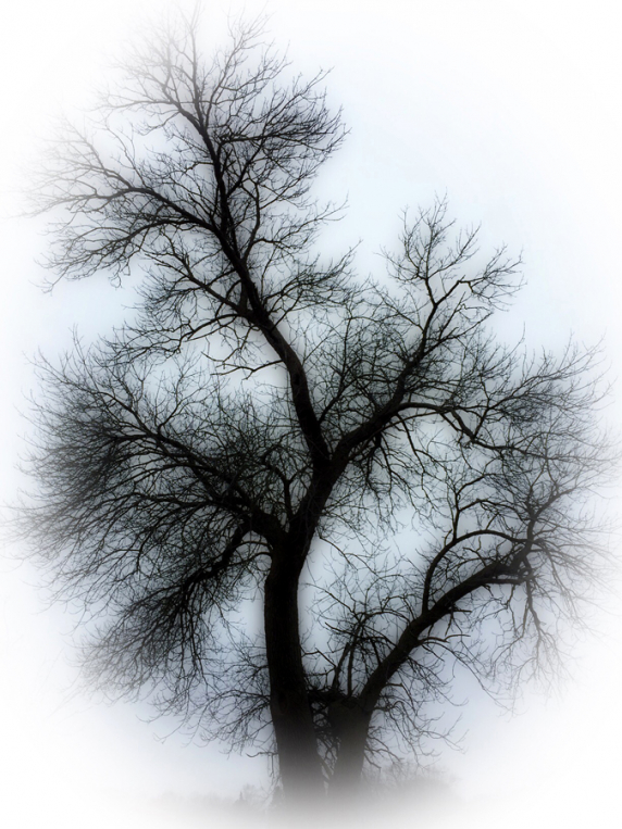 naked_tree_2_e.jpg
