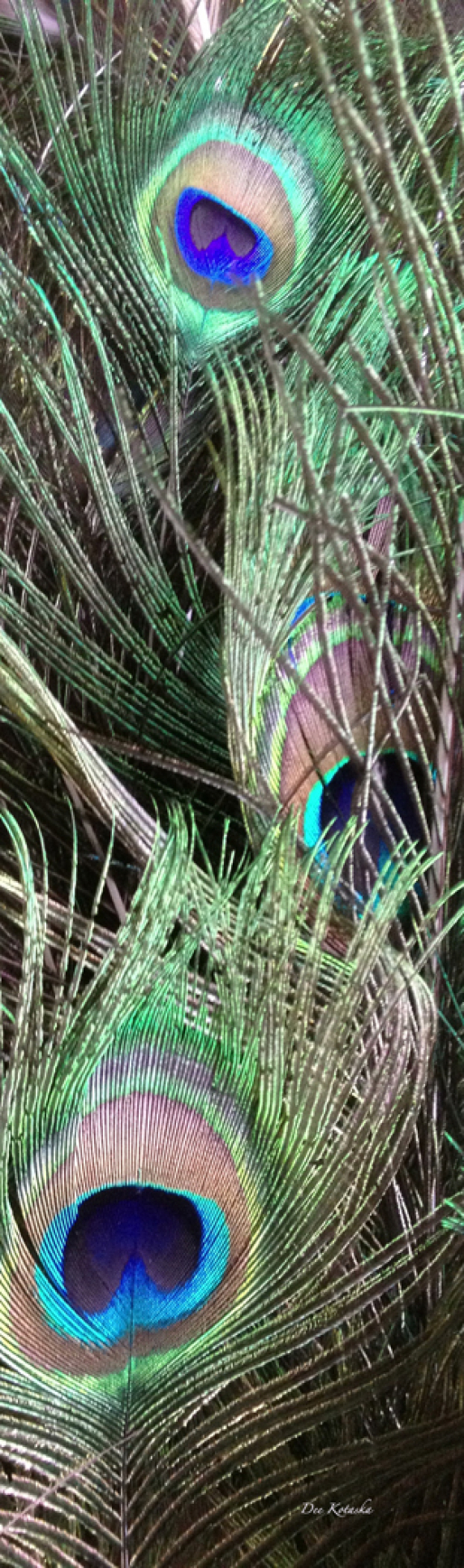 Peacock feathers | Dee's Intimate Reflections