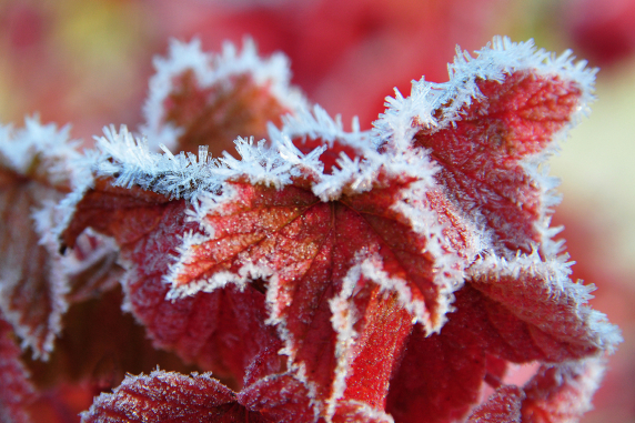 raspberry_frost_.jpg