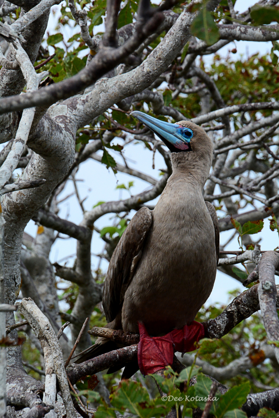 red_footed_booby_2_4x6.jpg
