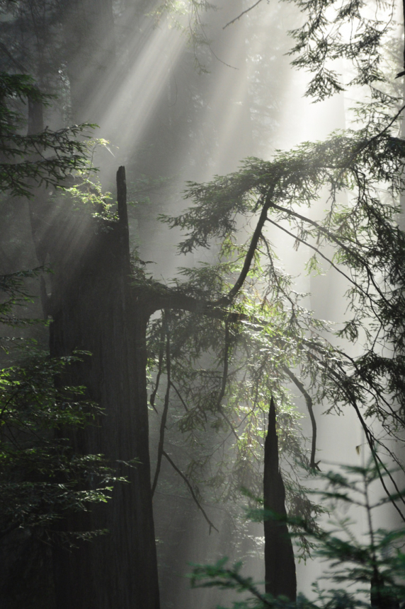 redwood_rays.jpg