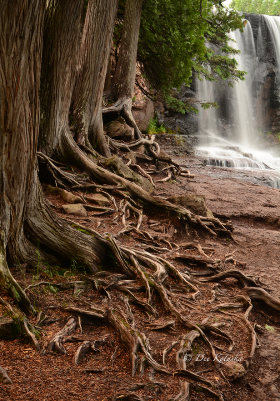 roots_and_falls_e.jpg