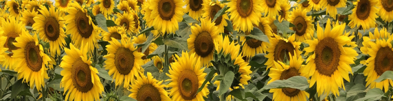 sunflowers_e.jpg