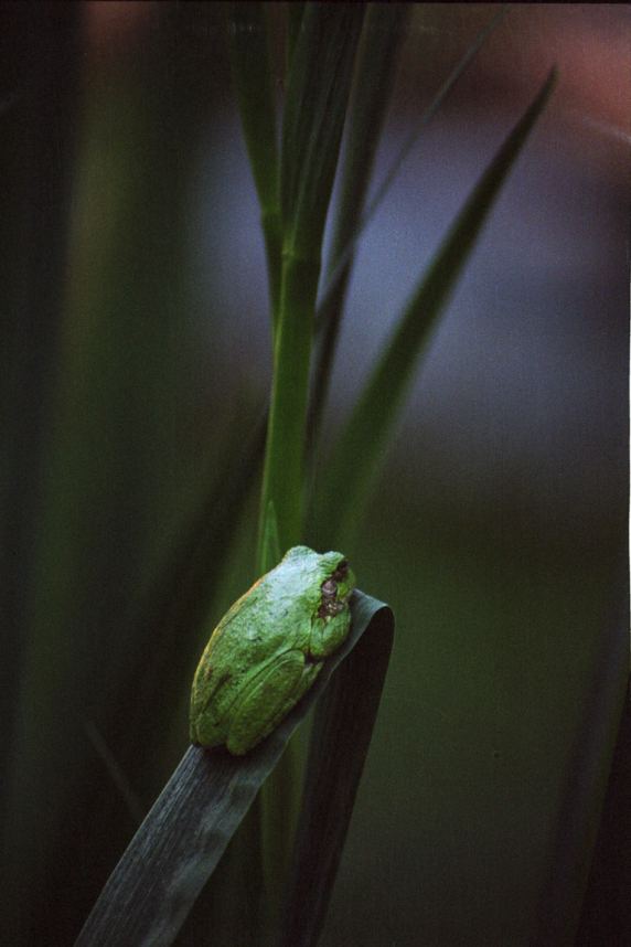 treefrog_.jpg