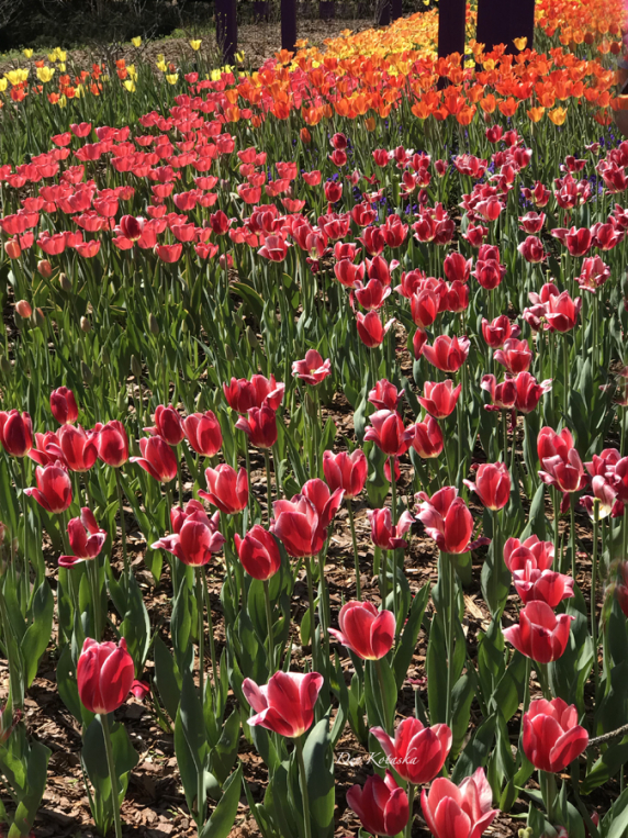 tulips_e.jpg