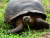 giant_tortoise_3_e.jpg