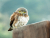 northern_pygmy_owl.jpg