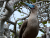 red_footed_booby_2_4x6.jpg