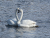 swans_15_e.jpg