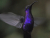 violet_sabrewing_hummingbird_.jpg