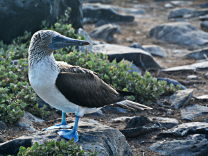 Bue Footed Booby
