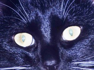 cat Eyes