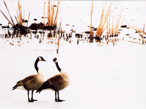 Goose  Courtship