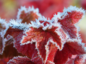 Raspberry Frost