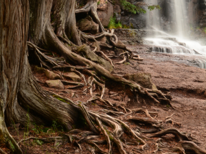 Roots and Falls