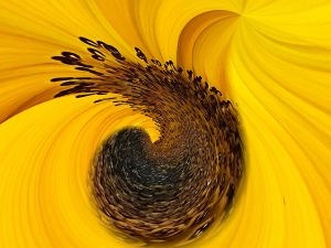 Sunflower Butter