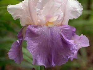 Iris and Rain